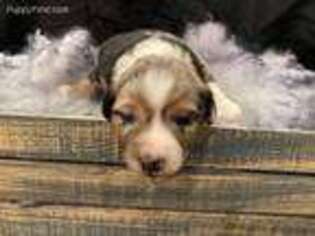 Miniature Australian Shepherd Puppy for sale in Glencoe, MN, USA