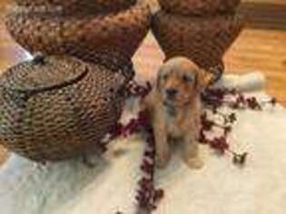 Goldendoodle Puppy for sale in Hoschton, GA, USA