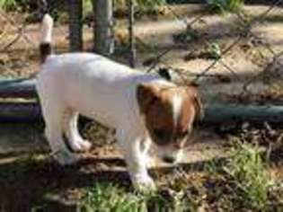 Jack Russell Terrier Puppy for sale in HUNTINGTON, NY, USA