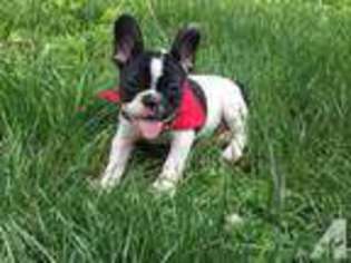 French Bulldog Puppy for sale in GRANITE CITY, IL, USA