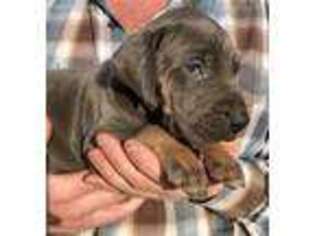 Great Dane Puppy for sale in Kansas City, MO, USA