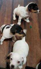 Jack Russell Terrier Puppy for sale in MYRTLE BEACH, SC, USA