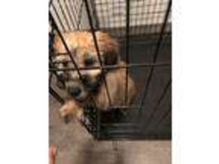 Soft Coated Wheaten Terrier Puppy for sale in Las Vegas, NV, USA