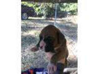 Boxer Puppy for sale in Ridgeway, VA, USA