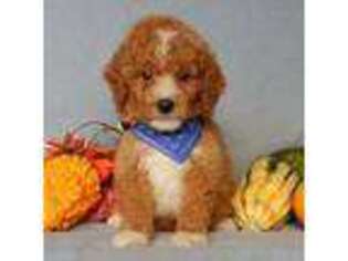 Goldendoodle Puppy for sale in Berlin, OH, USA