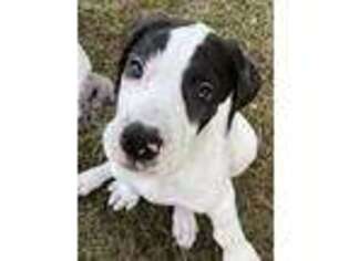 Great Dane Puppy for sale in Middleburg, FL, USA