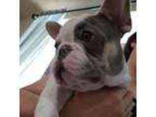 French Bulldog Puppy for sale in Ventura, CA, USA