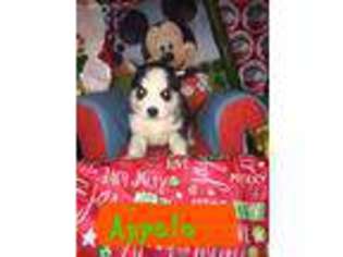 Siberian Husky Puppy for sale in Pahrump, NV, USA