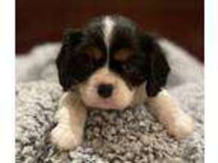 Cavalier King Charles Spaniel Puppy for sale in Fayetteville, TN, USA