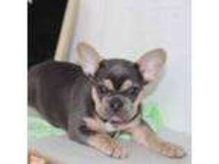 French Bulldog Puppy for sale in Shipshewana, IN, USA