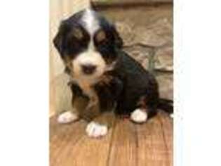 Bernese Mountain Dog Puppy for sale in Bringhurst, IN, USA