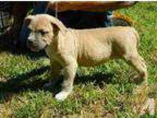 Mutt Puppy for sale in FALL RIVER, MA, USA