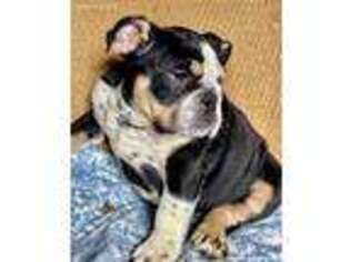Bulldog Puppy for sale in Bethesda, MD, USA