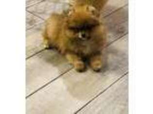 Pomeranian Puppy for sale in Saint Marys, GA, USA