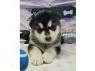 Alaskan Malamute Puppy for sale in Neosho, MO, USA