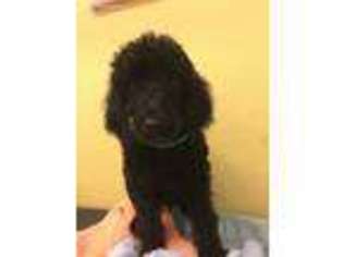 Mutt Puppy for sale in Crocker, MO, USA