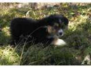 Cavalier King Charles Spaniel Puppy for sale in MYRTLE CREEK, OR, USA