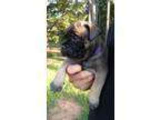 Bullmastiff Puppy for sale in Townville, SC, USA