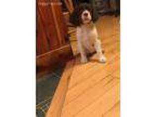 English Springer Spaniel Puppy for sale in Adams, NY, USA