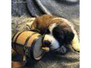 Saint Bernard Puppy for sale in Potts Grove, PA, USA