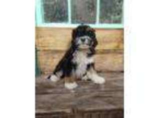 Mutt Puppy for sale in Eckert, CO, USA