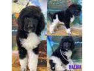 Mutt Puppy for sale in Swansboro, NC, USA