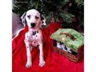 Dalmatian Puppy for sale in Lovington, IL, USA