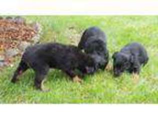 Rottweiler Puppy for sale in Country Club Hills, IL, USA