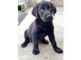 Labrador Retriever Puppy for sale in San Francisco, CA, USA