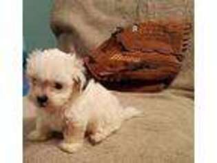 Maltese Puppy for sale in PHOENIX, AZ, USA