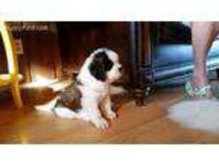 Medium Photo #1 Saint Bernard Puppy For Sale in West Bend, WI, USA