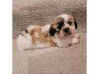 Bichon Frise Puppy for sale in North Ridgeville, OH, USA