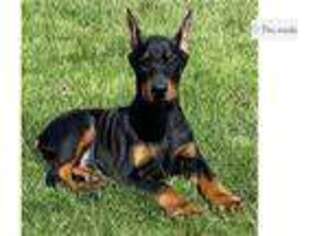 Doberman Pinscher Puppy for sale in South Bend, IN, USA