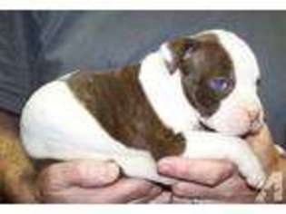 American Bulldog Puppy for sale in BURLINGTON, NC, USA