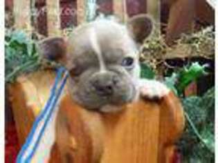 French Bulldog Puppy for sale in New Bethlehem, PA, USA