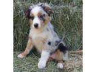 Australian Shepherd Puppy for sale in Onalaska, WA, USA