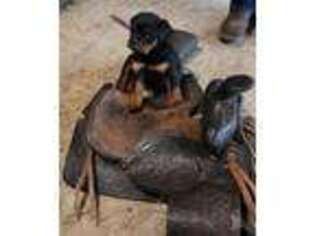 Rottweiler Puppy for sale in East Earl, PA, USA