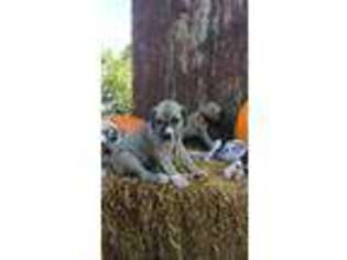 Great Dane Puppy for sale in Fostoria, OH, USA