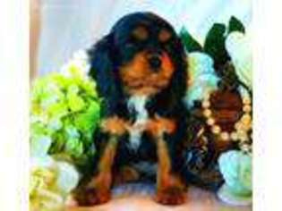 Cavalier King Charles Spaniel Puppy for sale in Marshfield, MO, USA