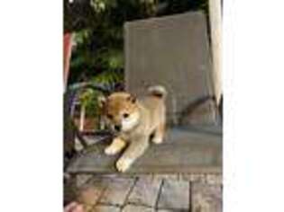 Shiba Inu Puppy for sale in Hialeah, FL, USA