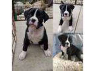 Boxer Puppy for sale in Brookings, SD, USA