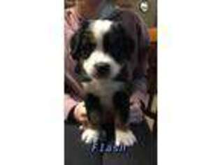 Bernese Mountain Dog Puppy for sale in Dover, OH, USA