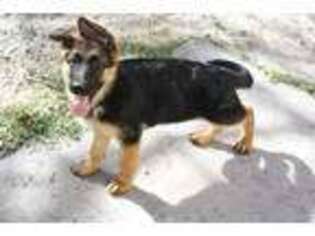 German Shepherd Dog Puppy for sale in Arcadia, FL, USA
