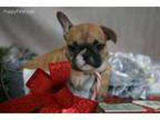 French Bulldog Puppy for sale in Ewing, IL, USA