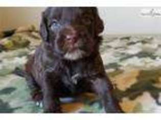 Portuguese Water Dog Puppy for sale in Orem, UT, USA