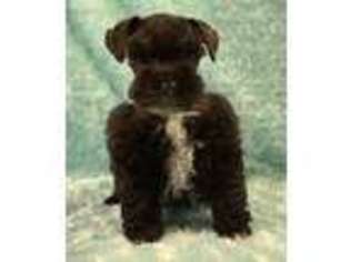 Mutt Puppy for sale in Rescue, CA, USA