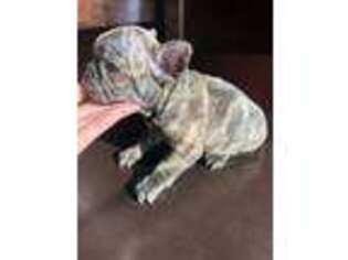 French Bulldog Puppy for sale in East Chicago, IN, USA