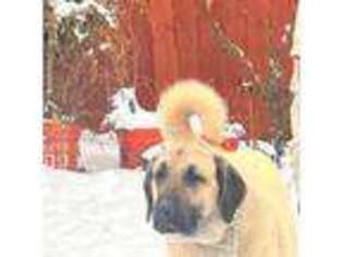 Anatolian Shepherd Puppy for sale in The Dalles, OR, USA