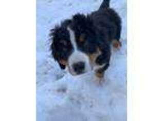 Bernese Mountain Dog Puppy for sale in Bruce, SD, USA