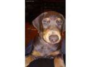 Doberman Pinscher Puppy for sale in Brooklyn, MS, USA